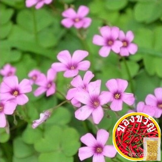 Biji benih-Bunga semanggi | SEED-Lucky | เมล็ด-โคลเวอร์สีแดงและสีขาว ED seeds KTJX