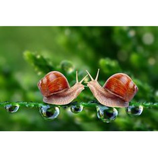 Snail Extract (สารสกัดหอยทาก) 25g.