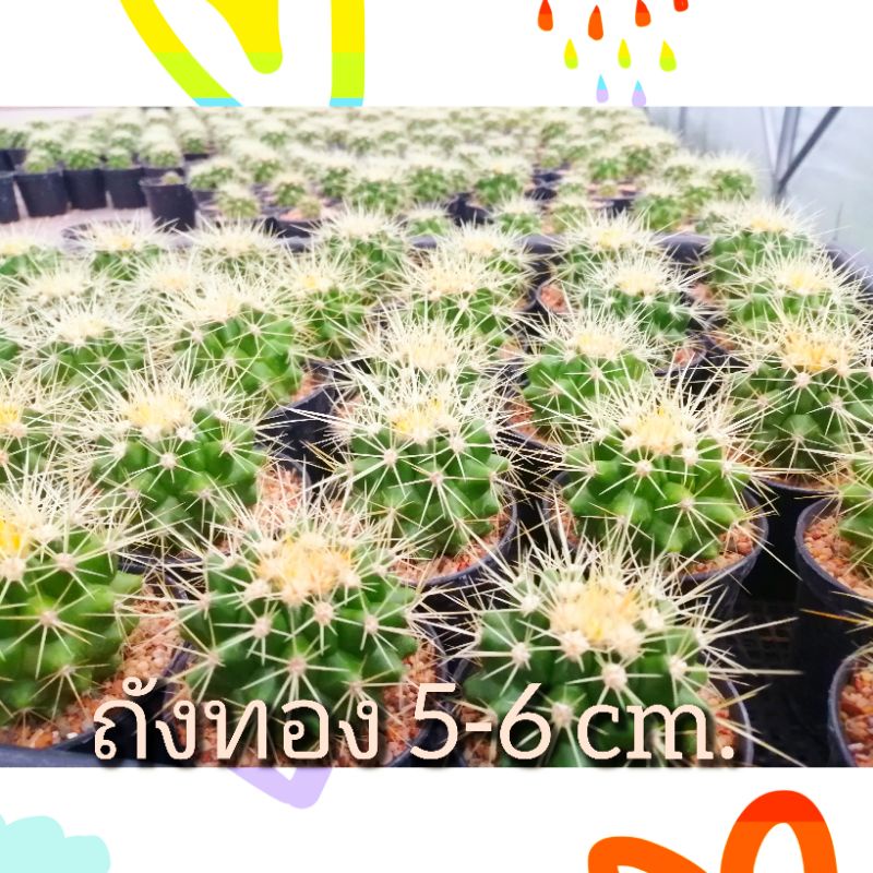 ถังทอง Echinocactus grusonii ขนาด 4-6ซม.(ไม้เมล็ดเพาะในไทย) ต้นกระบองเพชร ต้นแคคตัส