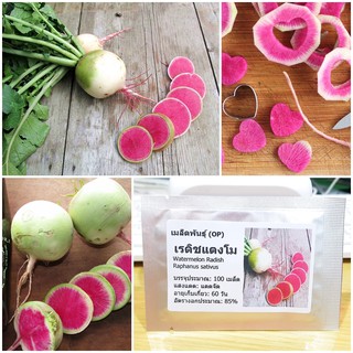 เมล็ดพันธุ์ แรดิชแตงโม Watermelon Radish Seed บรรจุ 100 เมล็ด คุณภาพดี ราคาถูก ของแท้ 100%