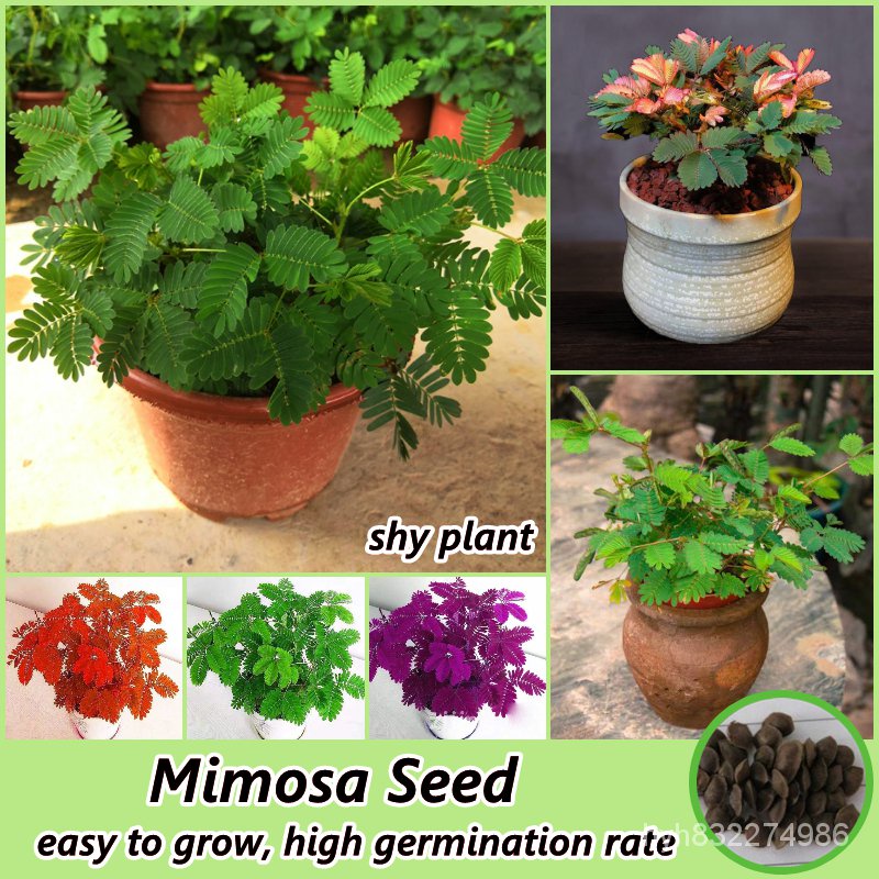เมล็ดพืชคุณภาพสูง ไทยแลนด์สปอต 150เมล็ด/ห่อ บอนสี เมล็ดพันธุ์ ผักกระเฉด Mimosa Flower Seeds for Planting Plants พืชที่น่