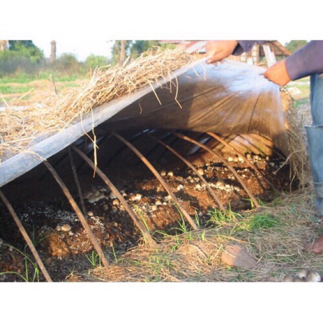 รูปภาพ 8