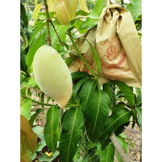 น้ำดอกไม้สีทอง และน้ำดอกไม้เบอร์ 4 เก็บแก่ๆตูดเหลืองๆ มีผสมก…