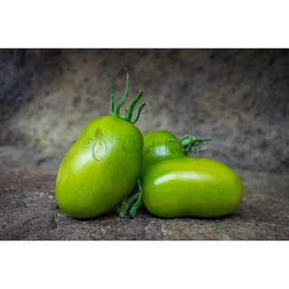 50 เมล็ดพันธุ์ มะเขือเทศ ผลสีเขียว Green Tomato Seeds มีคู่มือพร้อมปลูก อัตรางอก 80-85%