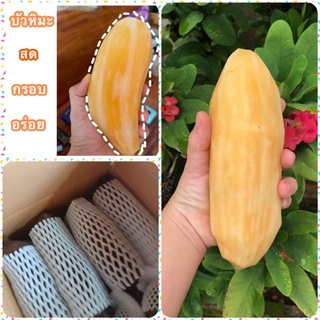 🍠พร้อมส่งนะจ๊ะ🍠รับประกันความเสียหายบัวหิมะสดจากสวนดอยอ่างขาง💢รสชาติ หวาน กรอบ ฉ่ำ อร่อย 🍀#บัวหิมะสด #บัวหิมะจากดอย