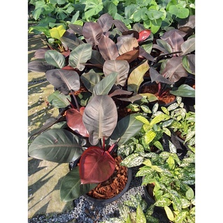 ฟิโลเดนดรอน แบล็คคาดินัล ต้นกุมารดำเรียก​ทรัพย์ Philodendron Black Cardinal ต้นไม้มงคล ในกระถาง 10 นิ้ว