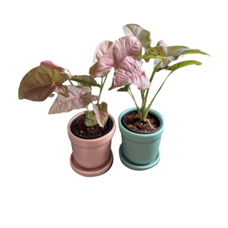 ออมชมพู PINK SYNGONIUM -easyplant