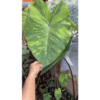 บอน​เลม่อน ไลม์ เก็คโค Colocasia​ Lemon-Lime​ Gecko