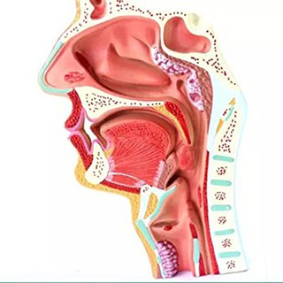 Human Anatomical Nasal Cavity Throat Anatomy Medical Model for Science