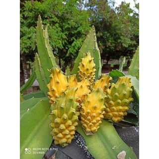 ต้นแก้วมังกรสีเหลืองโคลัมเบีย Colombian yellow dragon fruit ,พันธุ์แก้วมังกรสีเหลืองโคลัมเบีย