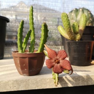 เก๋งจีน​ huernia​ stapelia schinzii