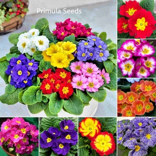 ปลูกง่าย ปลูกได้ทั่วไทย ของแท้ 100% 100 เมล็ด Multicolor Primula Seeds Flower Seeds เมล็ดดอกไม้ ต้นไม้ฟอกอากาศ