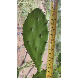 opuntia humifusa ลิ้นปีศาจ (ขายเป็นใบ แพดละ49บาท ขายแบบเด็ดสด