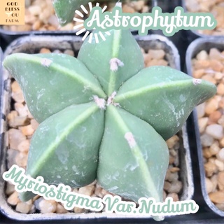 [มายริโอ้สติกม่านูดั้ม 5 พลูไซส์ใหญ่] Astrophytum Myriostigma Var.Nudum ส่งพร้อมกระถาง แคคตัส Cactus Succulent Haworthia