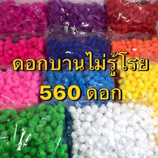 ดอกบานไม่รู้โรย คุณภาพดี บรรจุ 540-560 ดอก