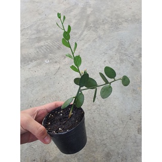 พร้อมส่ง!! ต้น Silver Dollar Vine (Xerosicyos Danguyi)