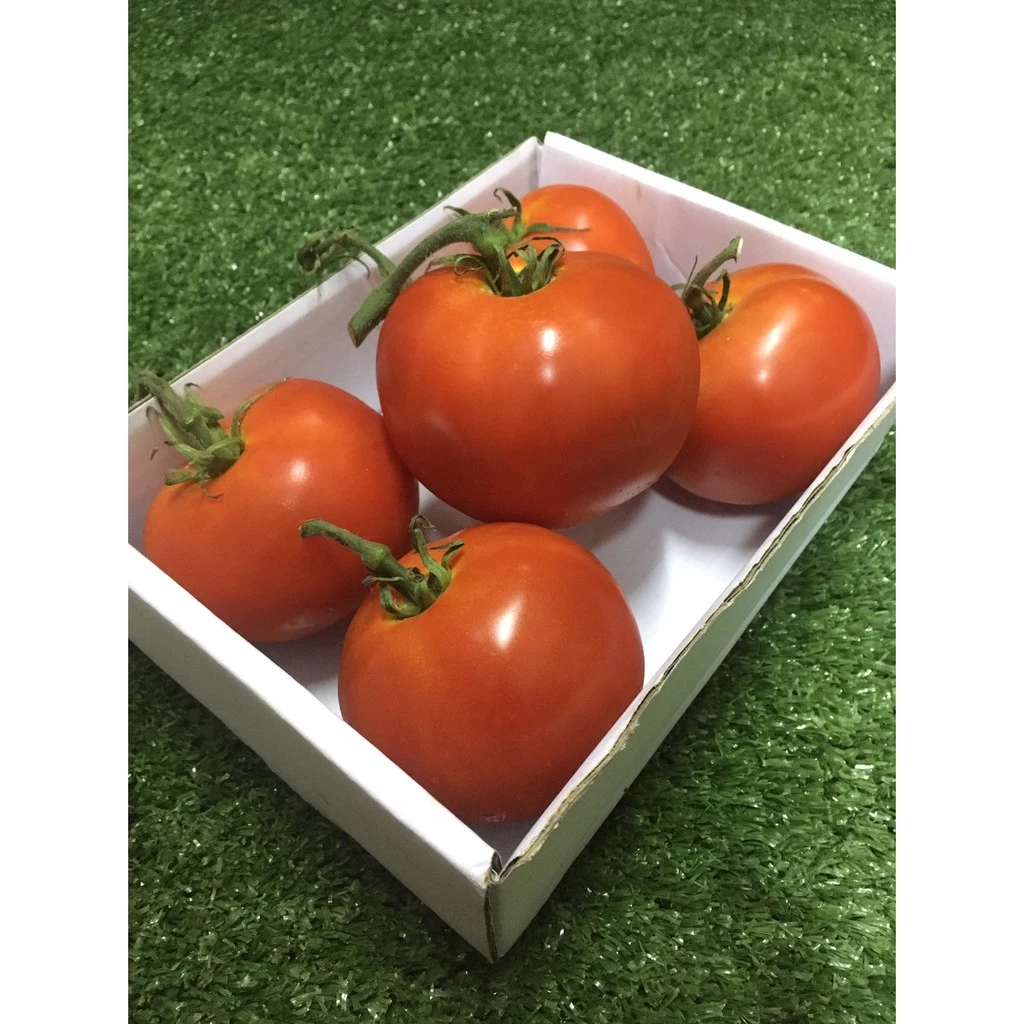 มะเขือเทศเนื้อ ปลอดสาร🍅 - มีใบรับรอง มะเขือเทศ มะเขือเทศใช้ทำสลัด น้ำปั่นสกัดเย็น