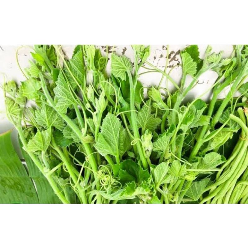 เมล็ดพันธุ์ฟักทองเก็บยอด (สำหรับเก็บยอดโดยเฉพาะ) - รูปที่ 3