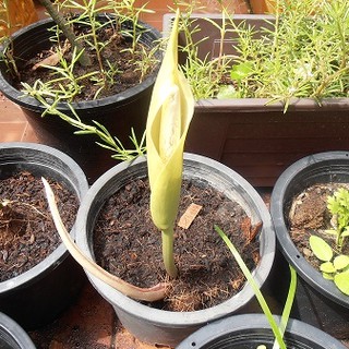 ว่านเต่านําโชค Amorphophallus sp มีอนุภาพทางด้านเมตตามหานิยม อยู่ยงคงกระพัน มีคุณด้านทำมาค้าขาย 3หัว/ชุด