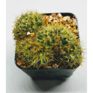 แมมเม็ดพริก ยกกระถาง 2 นิ้ว Mammillaria  Cristata แมมมิลลาเรีย คริสตาต้า