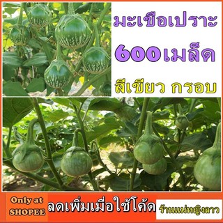 มะเขือเปราะ 600 เมล็ด พันธ์ุ ผลดก ปลูกง่าย สีเขียวสด กรอบ อร่อย กินสด ซอง ดั้งเดิม สลัด ผักสวนครัว ซอง ชุบ ประโยชน์