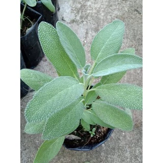ต้นพันธ์ุเสจ (Sage) สมุนไพรฝรั่ง(ส่งพร้อมกระถาง5นิ้ว)