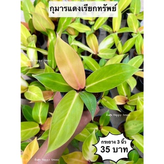 ต้นกุมารแดงเรียกทรัพย์ จัดส่ง 2 ต้นขึ้นไป คละแบบได้