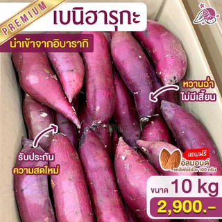 ส่งฟรี คุ้มสุด มันหวานญี่ปุ่น เบนิฮารุกะ 10kg มันหวานญี่ปุ่นนำเข้า มันหวานญี่ปุ่นเบนิฮารุกะ + แถมถั่วอัลมอนด์