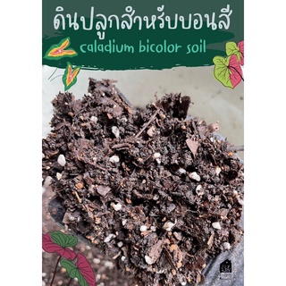 ดินบอนสี (Caladium Bicolor Soil) บอนสี บอน