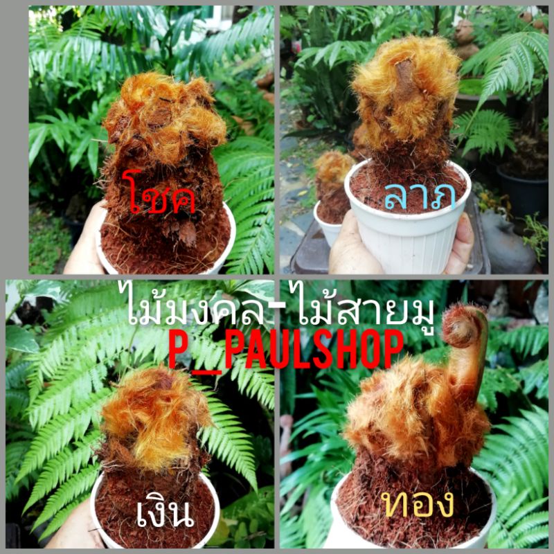 ไม้มงคล-ไม้สายมู ว่านไก่ทอง(เฟิร์น)​ขนาดกำลังน่ารักเสริมโชคลาภ-เงินทองเสน่ห์​เมตตามหานิยม​ ส่งพร้อมกระถางมีหลายขนาดช