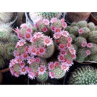 30 เมล็ด ขนนกเหลืองดอกชมพู แมมขนนกเหลือง Mammillaria Schiedeana เมล็ดกระบองเพชร แคคตัส