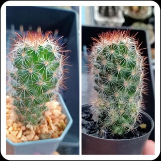 แคคตัส กระบองเพชร แมมหนามตะขอแดง ในกระถาง2นิ้ว Mammillaria mazatlanensis