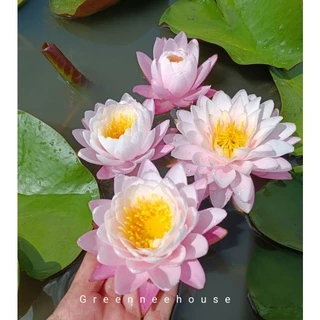 บัวฝรั่งชื่อกานต์มณี(New2022)สีขาวอมชมพู ดอกกลมสวยดกดอกออกตลอดปี