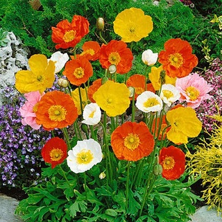 ไอซ์แลนด์ป็อปปี้ papaver nudicaule iceland poppy 1000 เมล็ด นำเข้าอังกฤษ