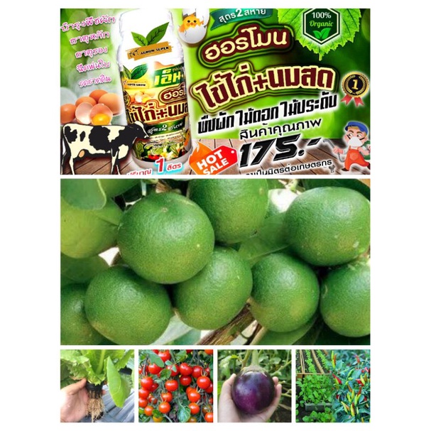 ฮอร์โมนไข่ไก่+นมสด2พลัง
เร่งการเจริญเติบโต เร่งติดดอกออกผล รสหวาน ผลโต ขนาด1ลิตร - รูปที่ 5