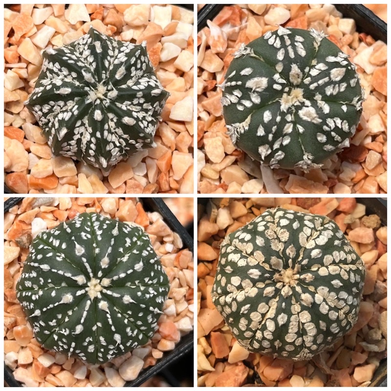 A Little cactus | แอสโตรซุปเปอร์ แคคตัส กระบองเพชร
