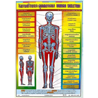 โปสเตอร์ โครงสร้างกระดูกของคน มนุษย์ No.9411 โปสเตอร์ภาพประกอบการศึกษา  โปสเตอร์การเรียนรู้ โปสเตอร์กระดาษ