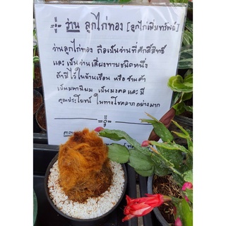 ว่านลูกไก่ทอง ลูกไก่เพิ่มทรัพย์ว่านเสียงทาย จำนวน1กระถาง