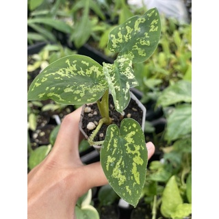 บอนเสือพราน   (Caladium Hilo Beauty)