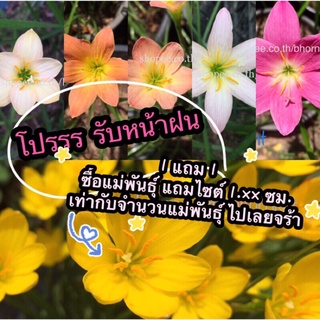 บัวดิน🌼🌸(คละสี,ขนาด2-3ซม.)💰หัวละ5.- ✅ไซต์แม่พันธุ์พร้อมให้ดอก✅