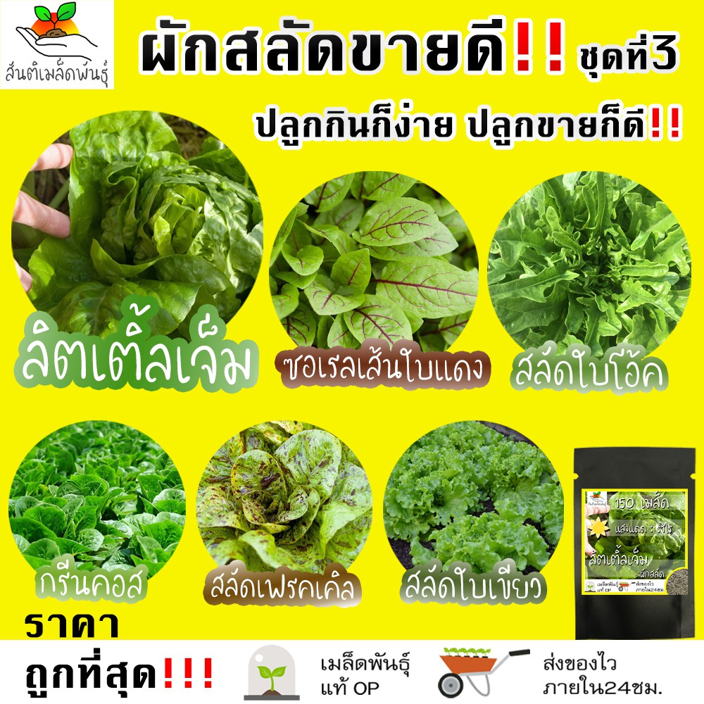 เมล็ดพันธุ์ ชุดผักสลัด ขายดี ชุดที่3 ปลูกง่าย ผักสลัดลิตเติ้ลเจ็ม/ใบโอ้ค/ซอเรลเส้นใบแดง/กรีนคอส/สลัดใบเขียว/เฟรคเคิล