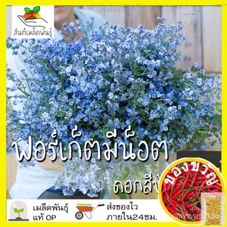 เมล็ดพันธุ์ ฟอร์เก็ตมีน็อต ดอกสีฟ้า 100 เมล็ด Chinese Forget me not เมล็ดพันธุ์แท้ นำเข้าจากต่างประเทศ โตไวบุรุษ/สร้อยข้