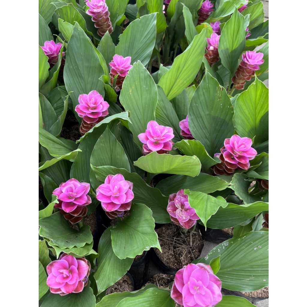 มุมมอง 2