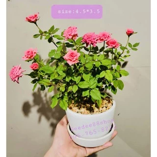 กระถางเซรามิก สีขาว 🌿🌵 กระถางต้นไม้เล็ก (set 2 ชิ้น กระถาง+จานรอง)