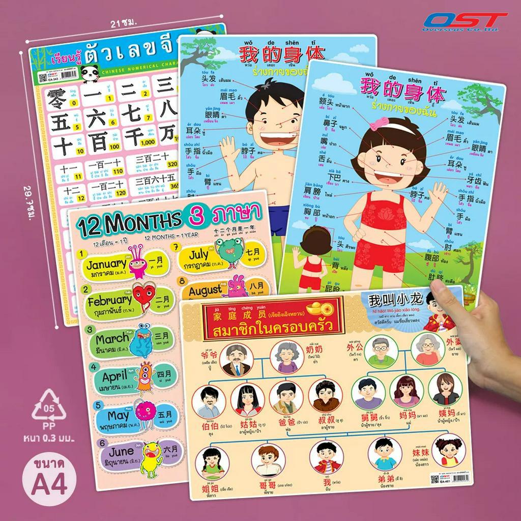 แผ่นความรู้พลาสติก ขนาด A4 ( คำศัพท์ร่างกายภาษาจีน ตัวเลขจีน พินอิน pinyin) เรียนรู้คำศัพท์ 3 ภาษา หนา 0.3 มม