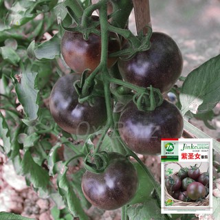 เมล็ดมะเขือเทศเชอรี่ม่วง 200เมล็ด Cherry Tomato มะเขือเทศสีม่วง