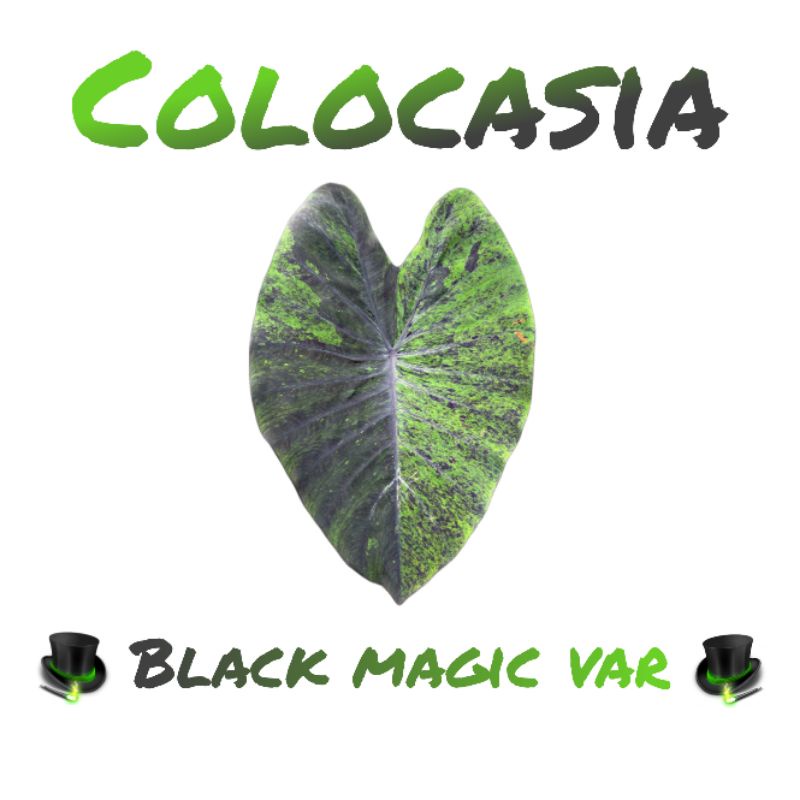 บอนแบล็คเมจิกด่าง,กลาย ( Colocasia black magic var. ) / โคโลคาเซีย แบล็คเมจิกกลาย