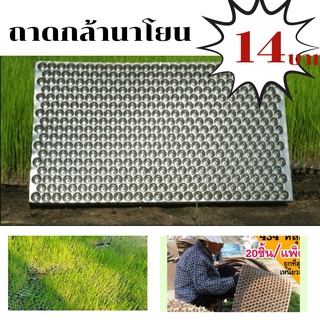 ถาดเพาะกล้านาโยน 434 หลุม/ถาด สินค้าคุณภาพเกรด A