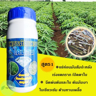 เพชรตัดเพชร 500 cc แช่ท่อนมัน เร่งแตกราก แตกยอดเร็ว ต้นแข็งแรง ใบเขียวเงา ทนทานโรค ต้านทานเพลี้ย สตองก้า