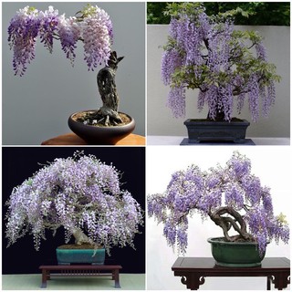 เมล็ดพันธุ์ วิสทีเรีย บอนไซ (Wisteria frutescens) บรรจุ 5 เมล็ด ของแท้100%